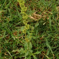 Rumex nepalensis Spreng.